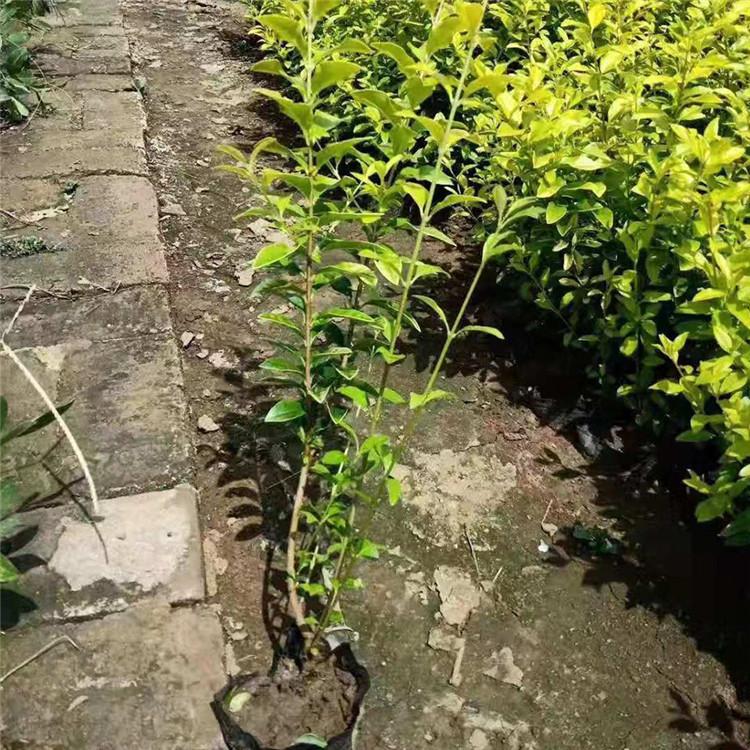 基地推荐 扶芳藤 大叶扶芳藤报价