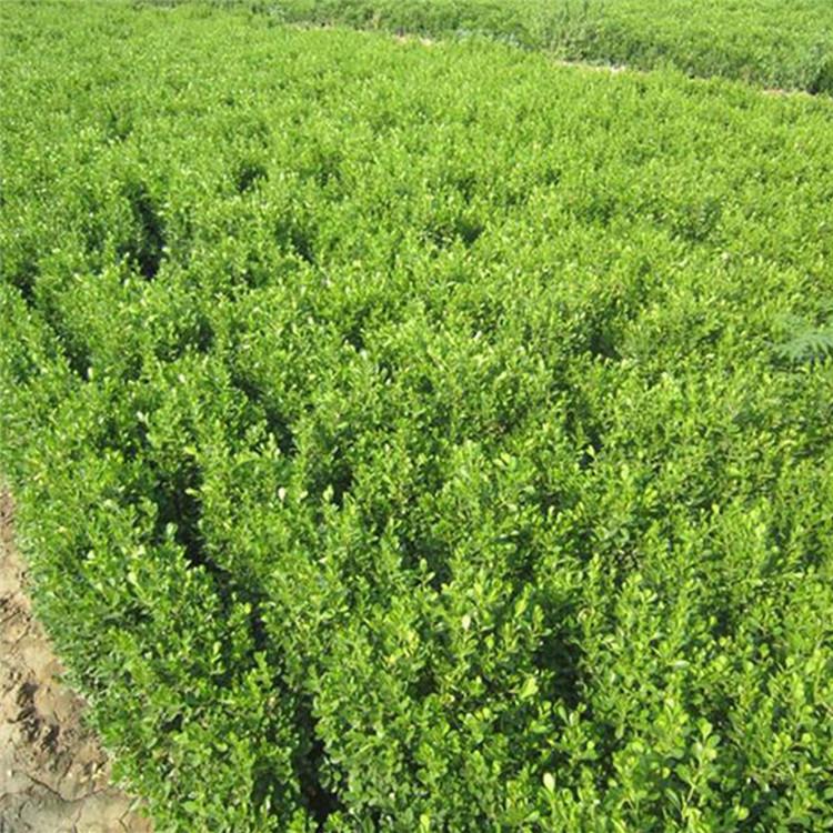 山东绿化苗木基地 黄杨苗 大叶黄杨种植基地