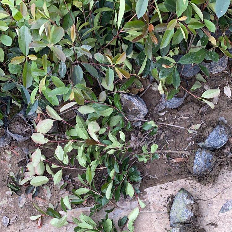 红叶石楠杯苗 红叶石楠杯苗培育基地 江苏红叶石楠杯苗 现货发售