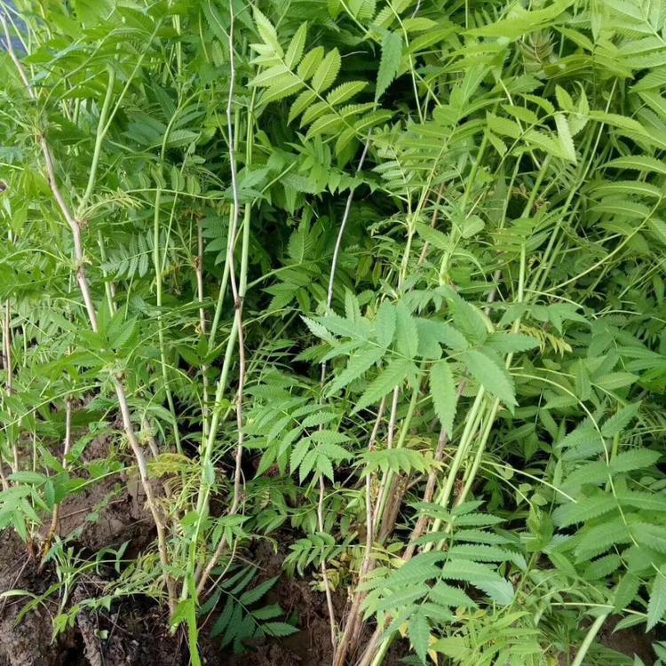 珍珠梅小苗 青州珍珠梅价格 苗圃基地批发