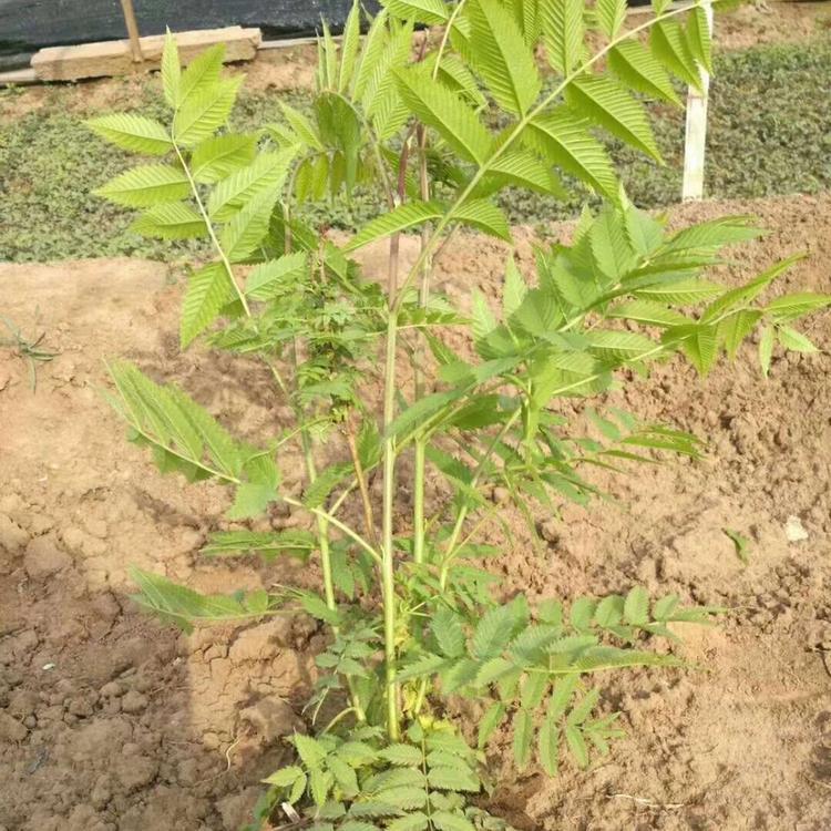 珍珠梅价格 苗圃基地批发 珍珠梅