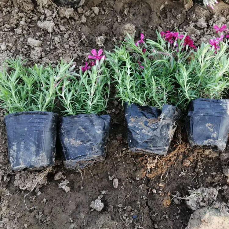 价格实惠 福禄考 青州宿根草花 芝樱批发