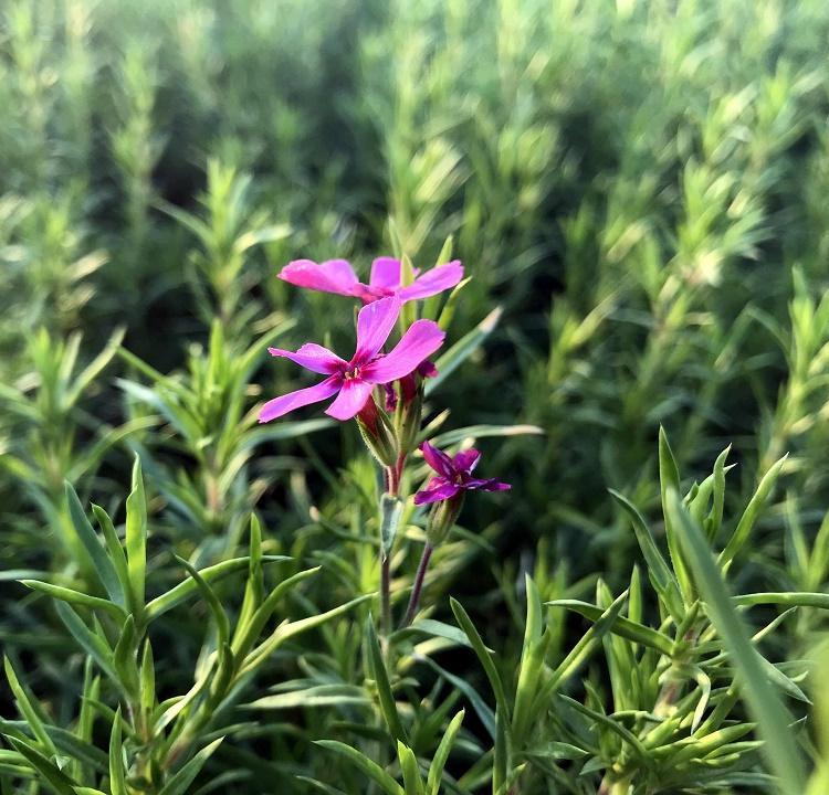 价格实惠 芝樱 山东草花批发 福禄考直销