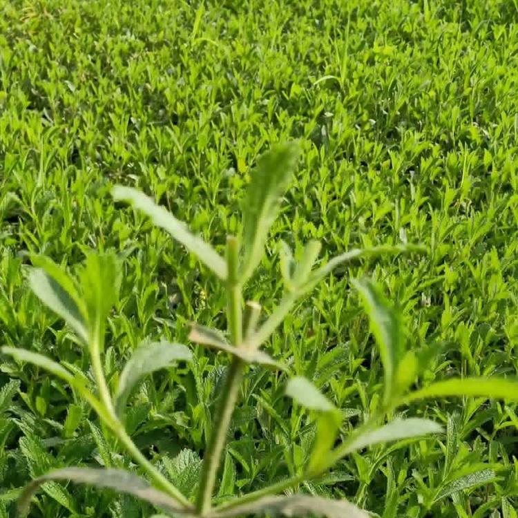 锦帆宿根草花马鞭草 马鞭草供应 马鞭草种植基地 马鞭草花海锦帆