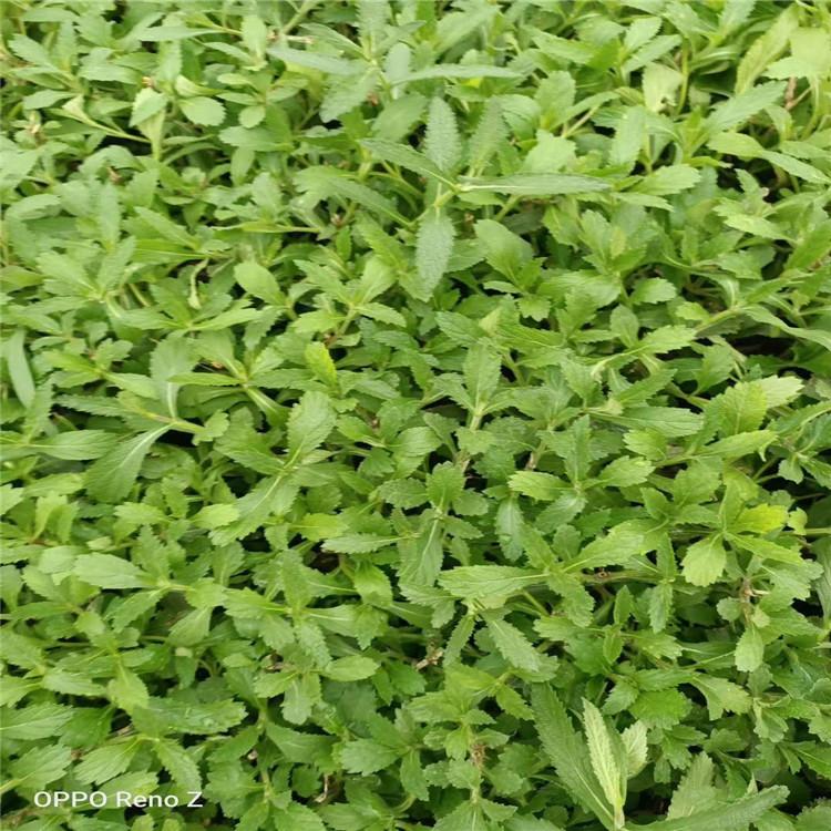 青州马鞭草基地 青州花卉公司 青州马鞭草批发
