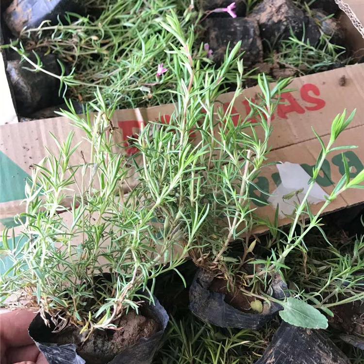 多年生草本芝樱 多分枝芝樱 芝樱种植基地 映雪