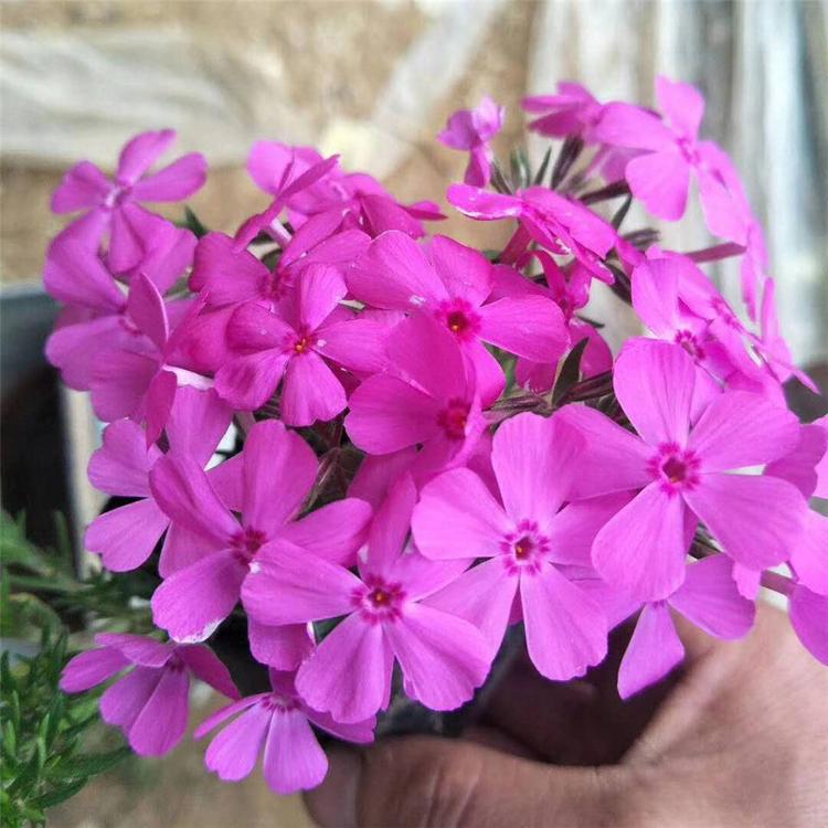 多花色芝樱苗 丛生福禄考基地 观赏芝樱种植基地
