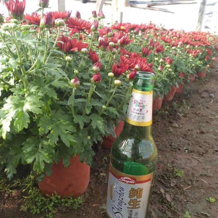 国旗红国庆菊  国庆菊红色   国旗红菊花  菊花价格