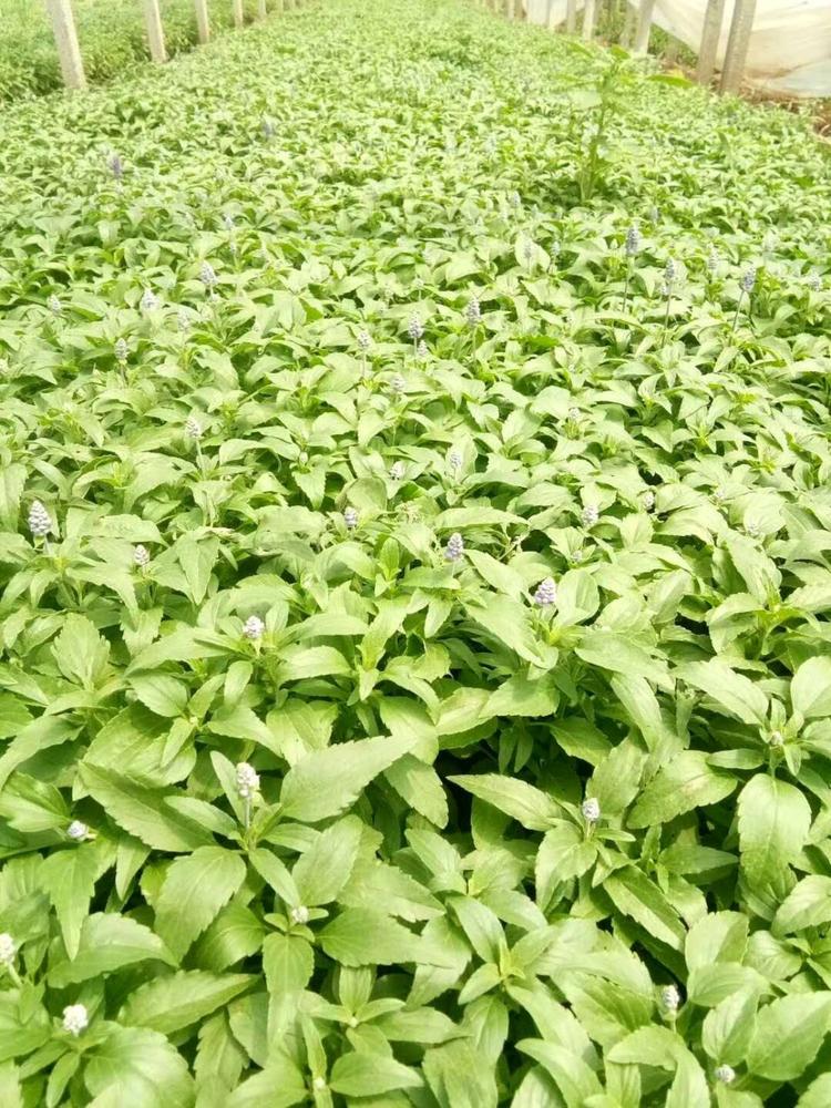 锦帆宿根草花鼠尾草价格 鼠尾草供应 鼠尾草种植基地 鼠尾草花海锦帆