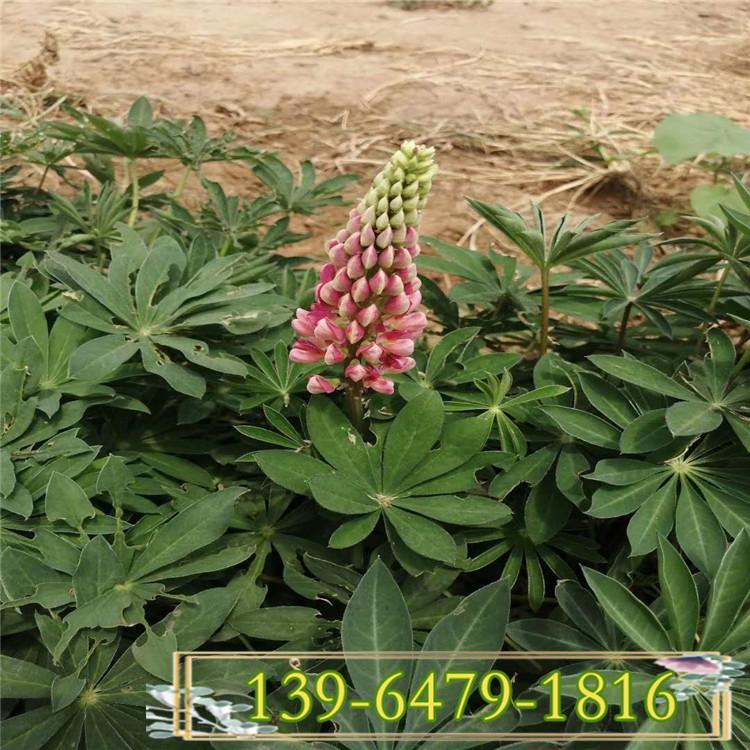 青州鲁冰花小苗 青州羽扇豆营养钵苗 根系壮的植物