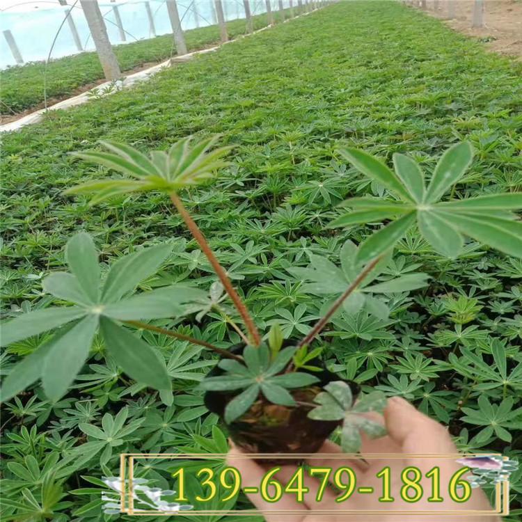 羽扇豆营养袋苗批发 山东鲁冰花杯苗价格美丽 4-6月开花的植物