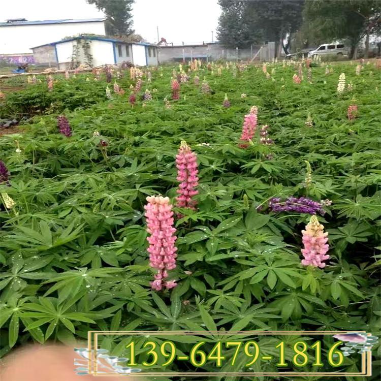 山东鲁冰花批发价格 羽扇盆栽小苗豆供应商 大量现货种子