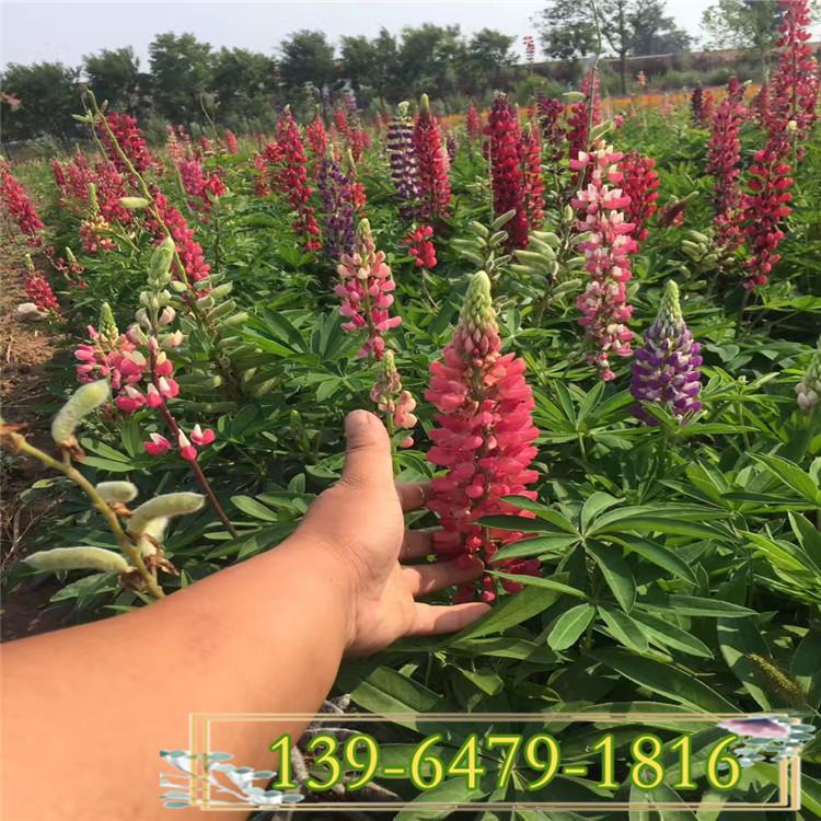 鲁冰花多年生草花小苗种植基地批发 羽扇豆花海专用工程苗