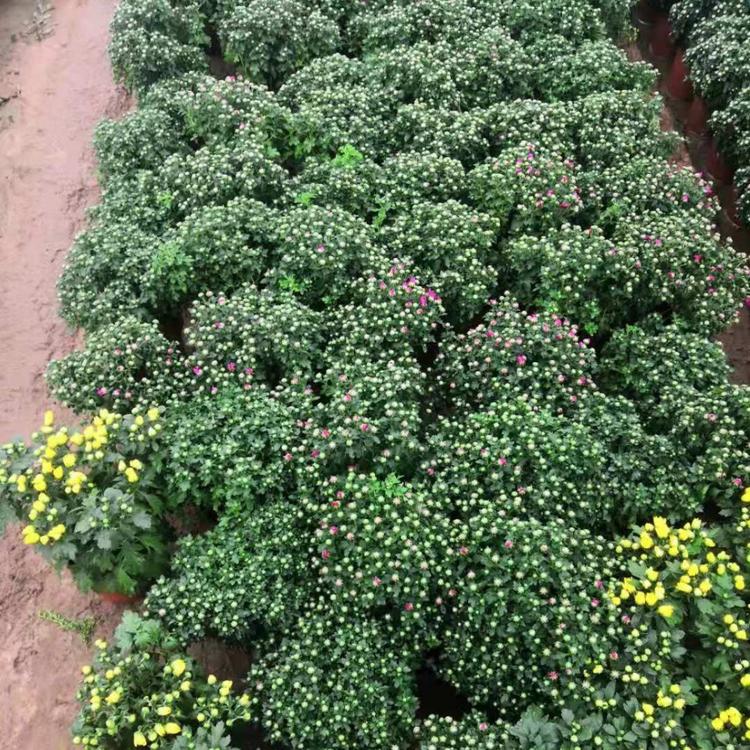 青州菊花基地    千头菊供应商
