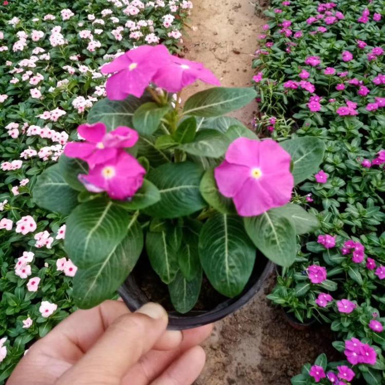摆租专用 时令草花  天天开基地 天天开价格