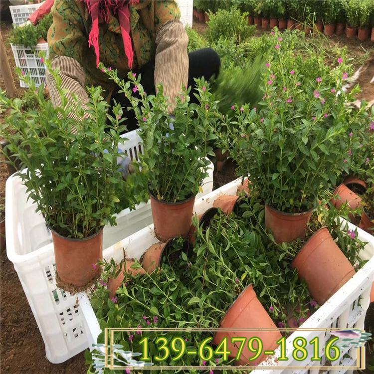 批发供应满天星盆栽带土植物 15-40公分 源头种植户直销