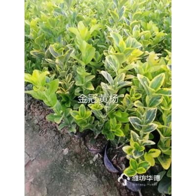 金冠黄杨批发 基地直售金冠黄杨 金冠黄杨价格 金冠黄杨