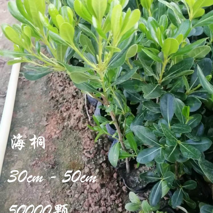 海桐基地直售 园林绿化苗木 海桐