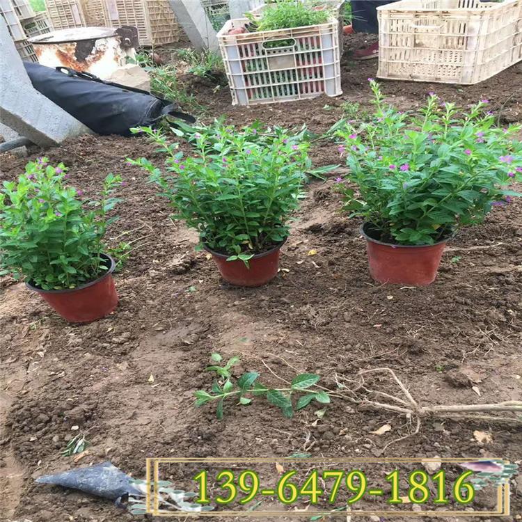 批发满天星盆栽小苗 草本花卉 绿化工程苗满天星点缀园林植物