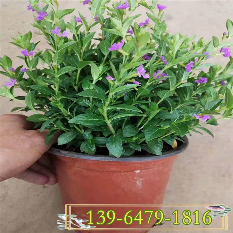 绿色植被工程苗满天星杯苗 四季常绿植物盆栽细叶萼距花 青州孔雀梅