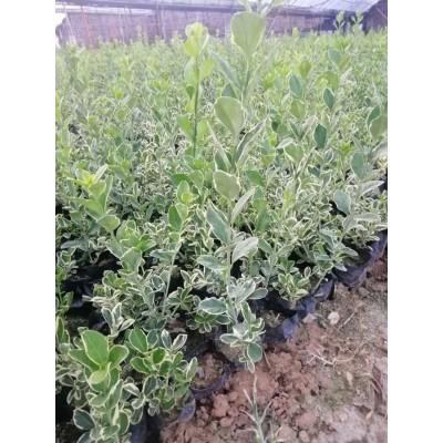 冬红卫茅 冬红卫茅基地直售 园林绿化苗木 冬红卫茅 精品冬红卫茅