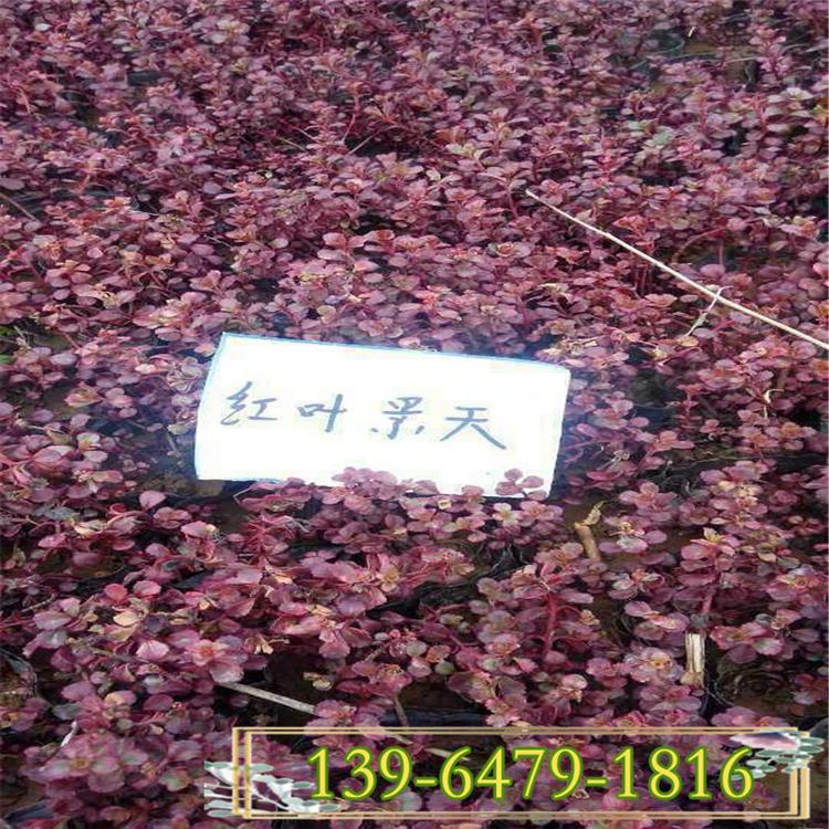 红叶景天批发 基地种植分生能力强的红景天苗 耐寒宿根花卉
