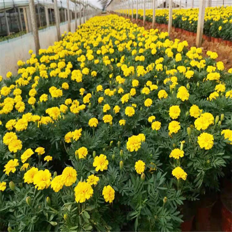 山东孔雀草种植基地 孔雀草报价 孔雀草大量供应 孔雀草价格