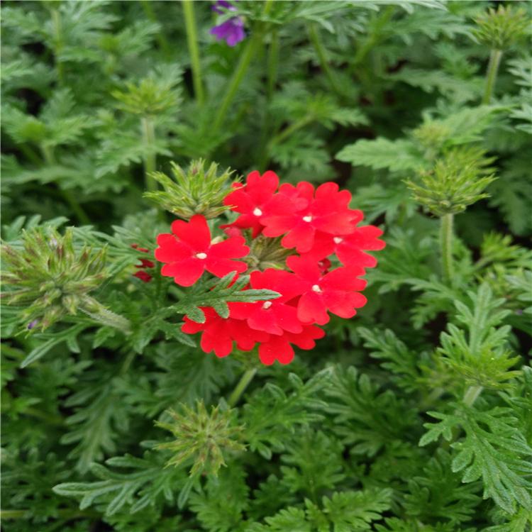 美女樱 美女樱价格 美女樱花海用小苗 细叶美女樱批发