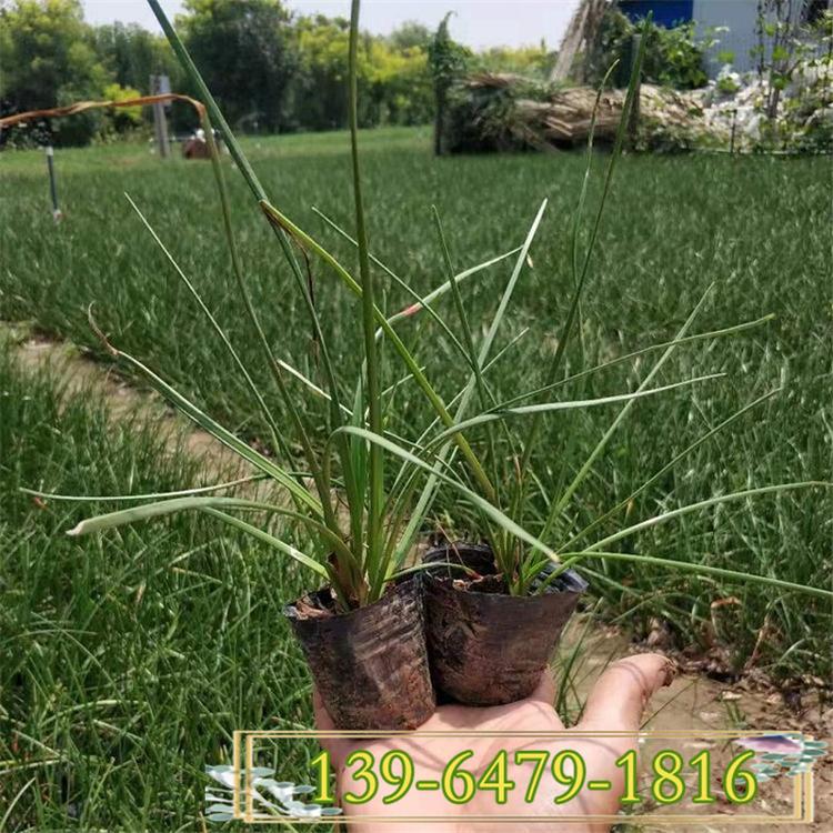 葱兰 青州大量供应好品质草花葱兰 绿化公园红花葱兰