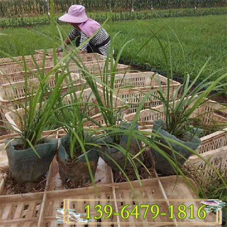 红花葱兰营养钵苗 白花葱兰基地盆苗 大量供应葱兰