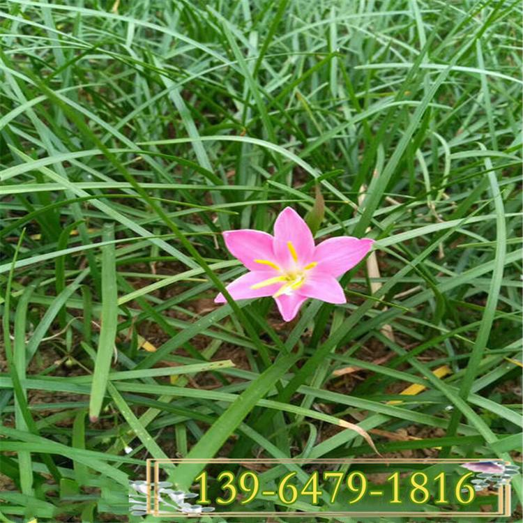 产地直销葱兰花 红花葱兰 白花葱兰小区绿化公园绿化带土盆栽苗