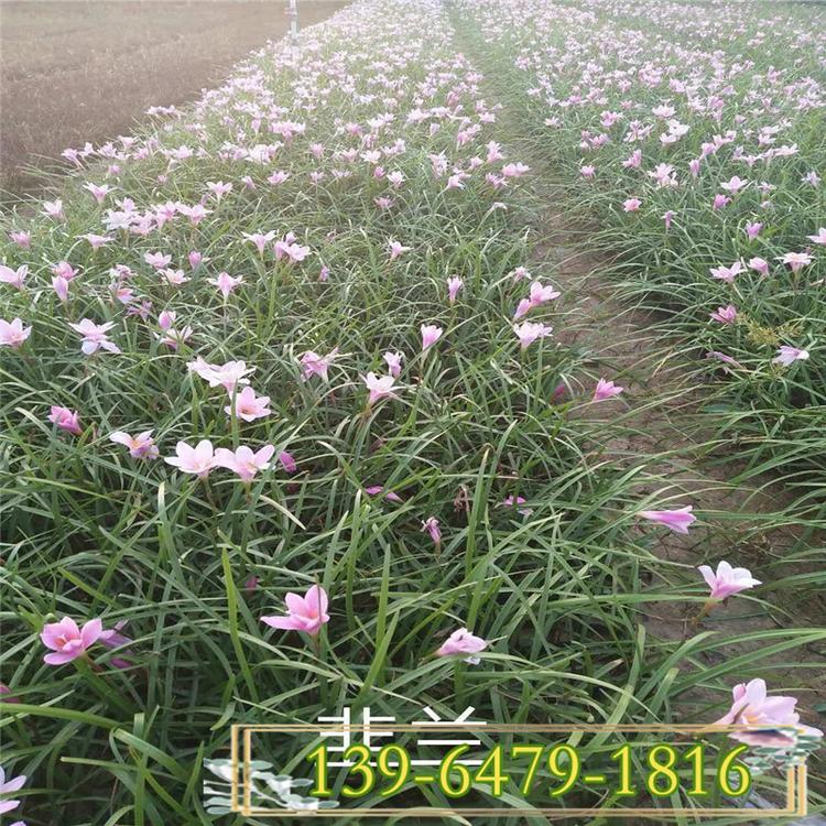 白花葱兰营养钵苗 青州大量供应草花葱兰小苗 绿化公园花葱