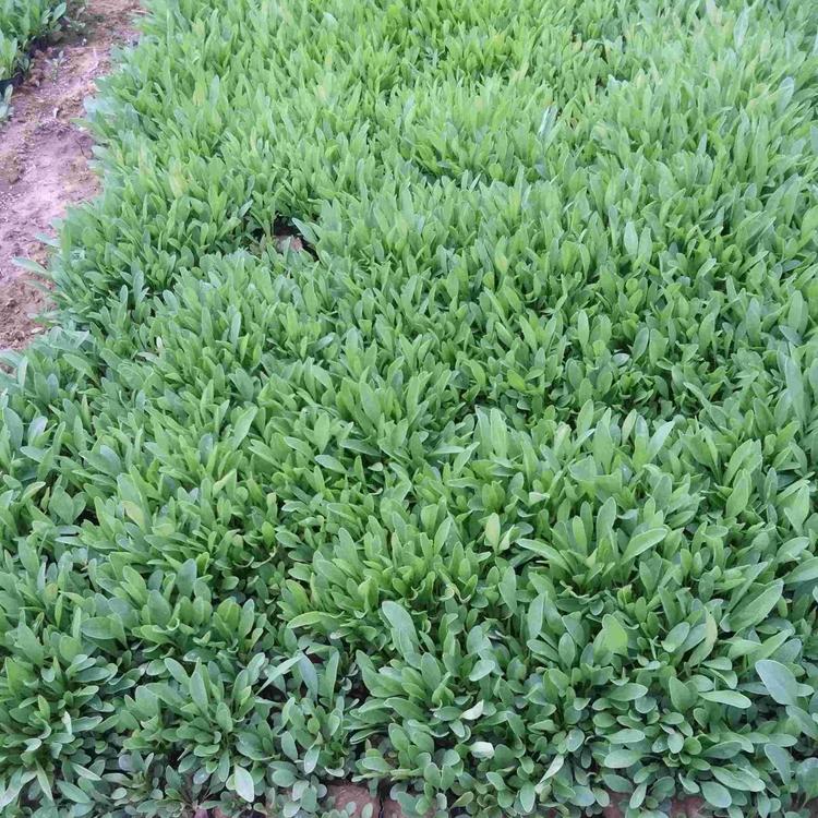 优质金鸡菊