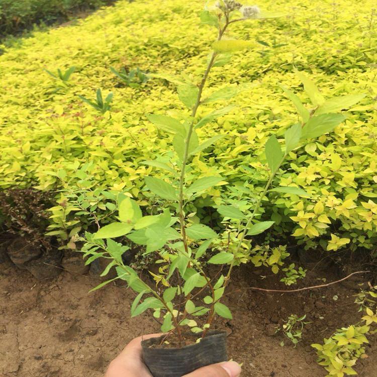 金山绣线菊 自产金山绣线菊价格
