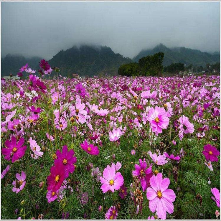 供应波斯菊 波斯菊花苗 基地直销