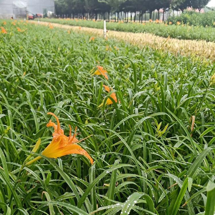 大花萱草供应 大花萱草批发基地 山东草花基地