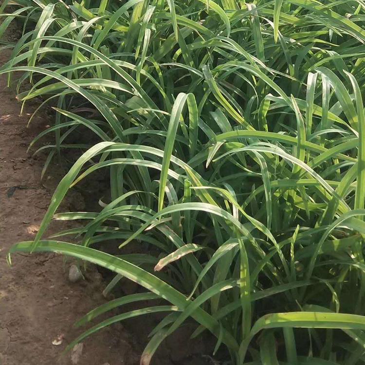 大花萱草批发 大花萱草种植基地 青州草花基地