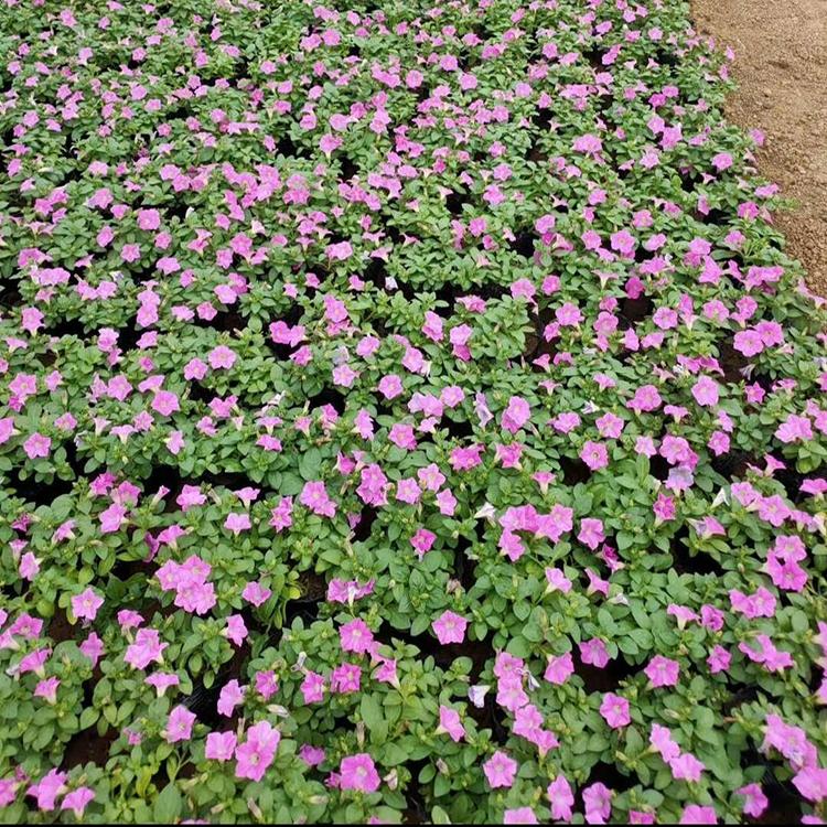  花海用绿化工程用垂吊牵牛  垂吊牵牛盆栽  价格优惠