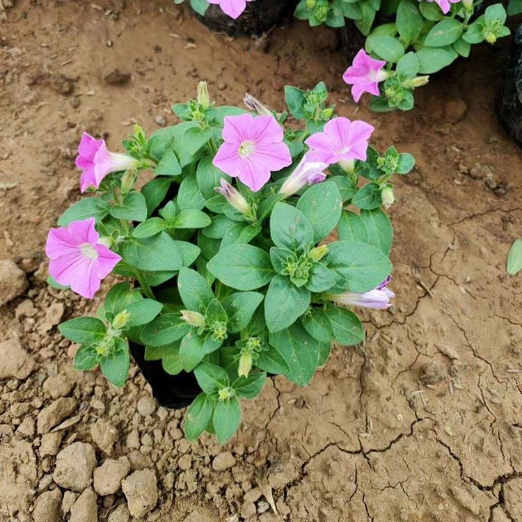 多色牵牛花 喇叭花花海 垂钓牵牛报价  瀚泽基地直售