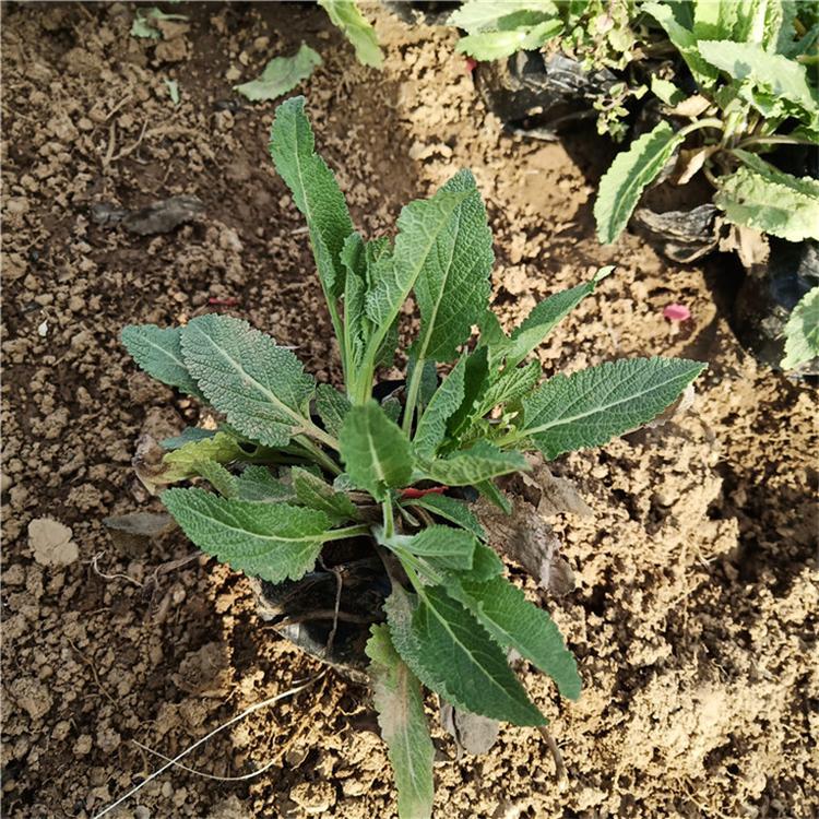 鼠尾草花卉 鼠尾草花海用苗 基地直销