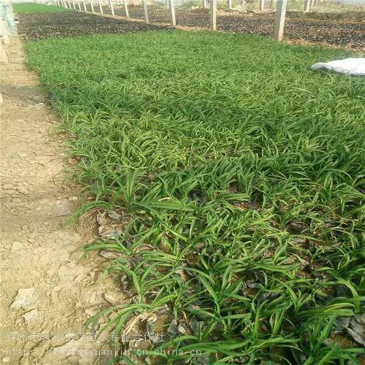 大花萱草小苗 山东草花 价格实惠