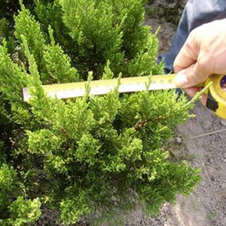 小龙柏种植基地 大量批发 小龙柏地栽苗