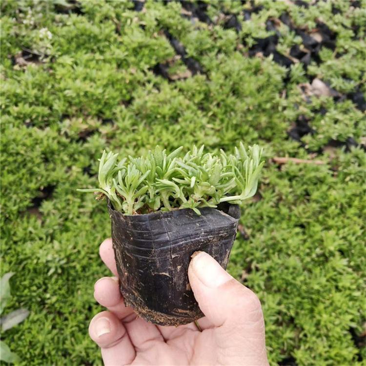 佛甲草量大从优 佛甲草网红花海 基地直销