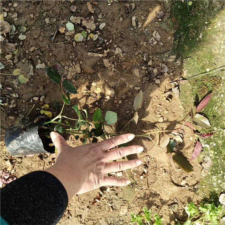 大花月季花卉 大花月季多年生花卉 常年供应