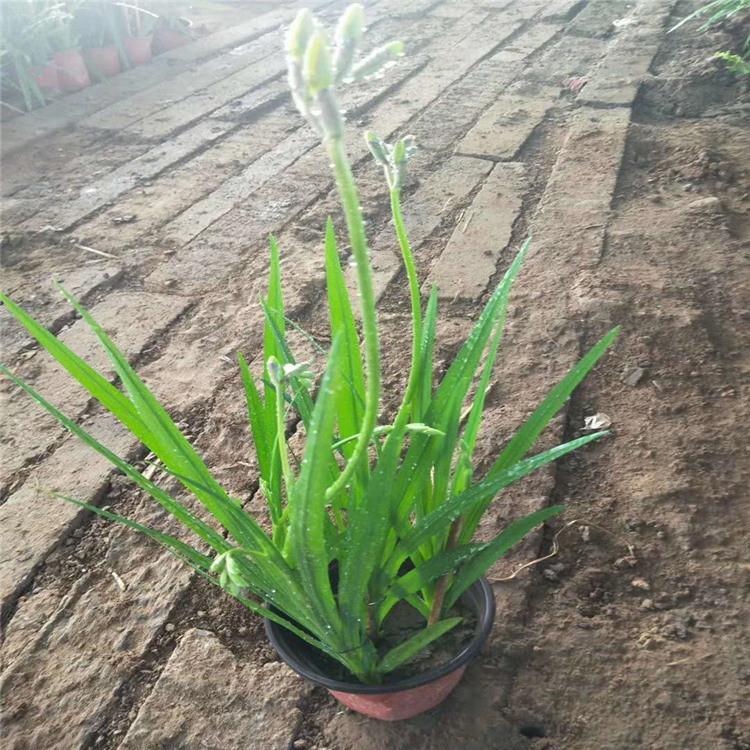 江瑞金娃娃萱草 山东金娃娃萱草种植基地 江瑞园艺批发商