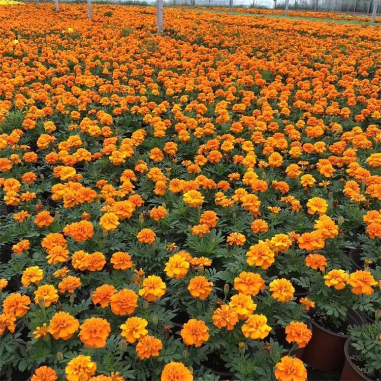 孔雀草杯苗 孔雀草网红花海 现货供应