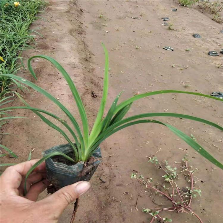 大花萱草价格