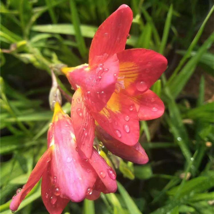 批发红花萱草 萱草花海 山东红花萱草基地