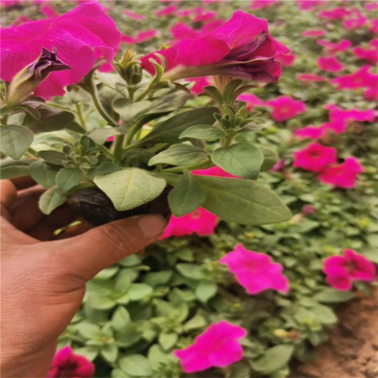 矮牵牛易成活 矮牵牛地被植物 现货供应