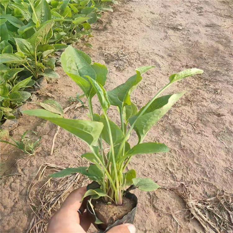 江瑞松果菊 松果菊种植基地 山东松果菊批发